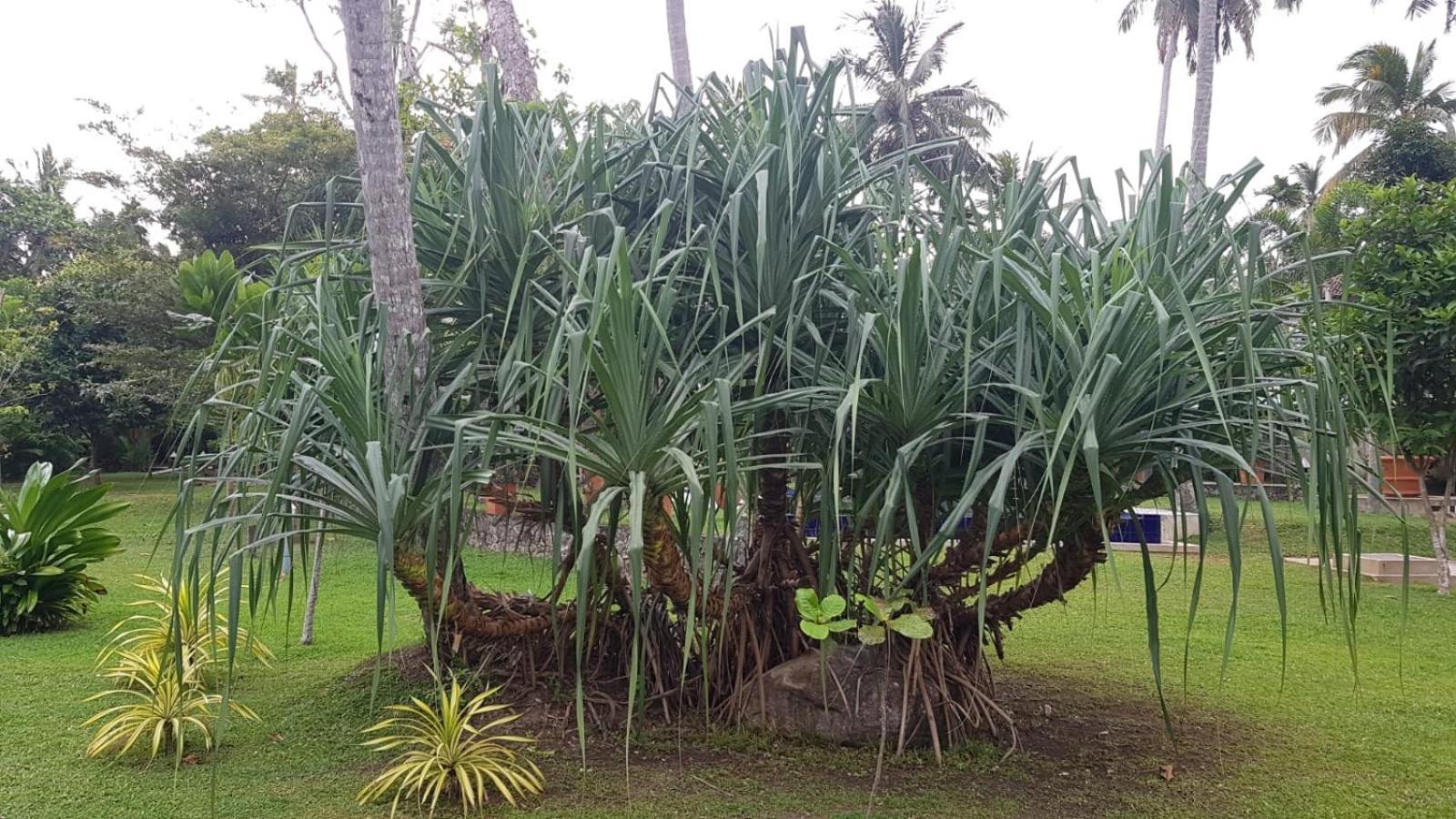 Avalon Village Resort Induruwa Buitenkant foto